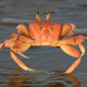 Illustration for article titled Strange mountain-climbing crabs ruled Hawaii over 1000 years ago